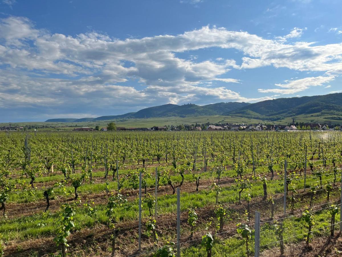 Gite Proche Colmar Vignoble Wettolsheim Esterno foto